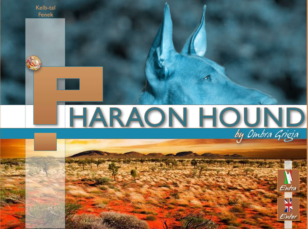 Faraon Hound - Cane dei Faraoni - Faraoh Hound Sawhorse's Hot As Hell